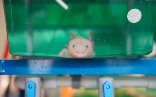 An axolotl in the Karen Echeverri lab at MBL. Axolotls are excellent research organisms for studying regeneration and wound healing. Credit: Christian Selden