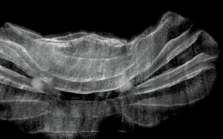 screenshot of a microscopy video of a cleared mouse cerebellum, labeled for a specific type of neurons. 