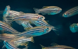Zebrafish. Credit: Lynn Ketchum 