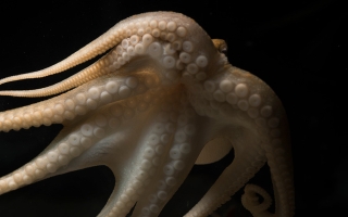 tentacles