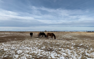 alberta prairie
