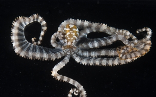 octopus