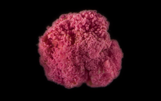 pink berry