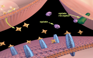 opiates binding