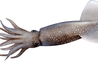 squid