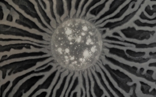A grey-scale image of a bacterial colony that looks like the moon with grey tendrils coming out in all directions