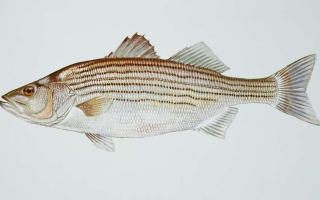 striped bass