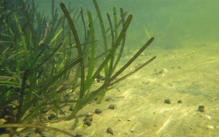 eelgrass