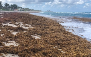 sargassum