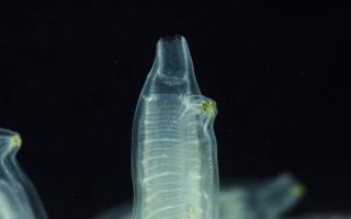 Ciona sea squirts against a black background. The squirts appear like tubes with a tapered end