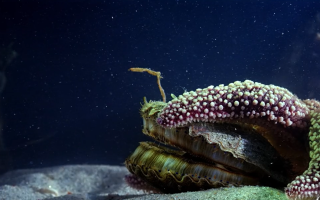 A sea star drapes its arm over a bay scallop