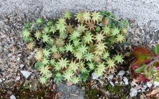 liverwort
