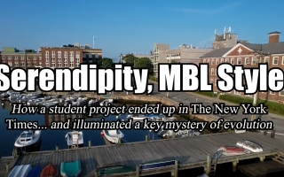 A thumbnail of a video. Drone footage of the MBL has the words "Serendipity, MBL Style" and "How a student project ended up in The New York Times... and illuminated a key mystery of evolution" over top of it