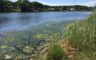 Little Pond