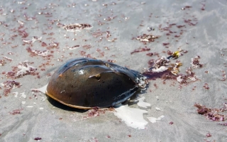 Atlantic horseshoe crab (Limulus polyphemus)