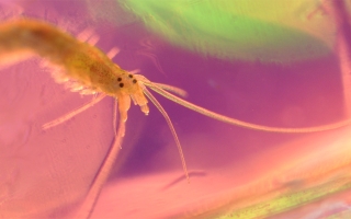 platynereis 