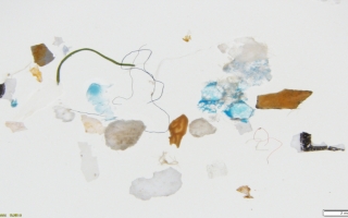 microplastics