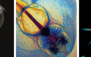 Examples of Development covers featuring images taken by students during the Woods Hole Embryology Course. These images were selected by readers of the Node, and this initiative ran from 2011 to 2017.