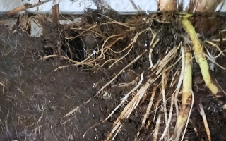 roots