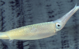 squid