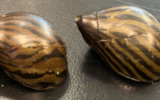 snails