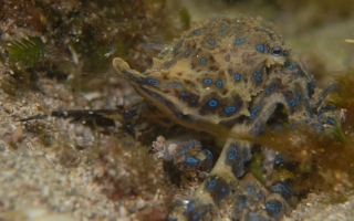 blue-ringed octopus