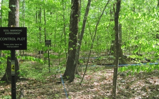 harvard forest