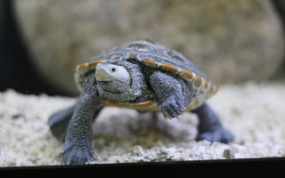 turtle