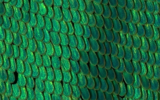 butterfly scales