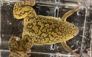 xenopus laevis