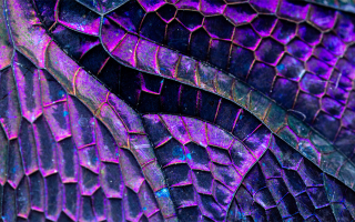 dragonfly wings