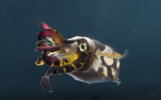 A flamboyant cuttlefish with brown, red and yellow arms.