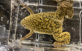 Green and brown spotted frog in tank.