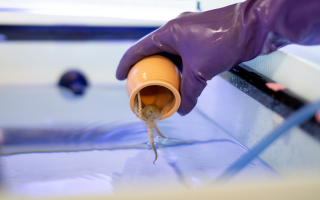 An octopus in a container being let into a tank.