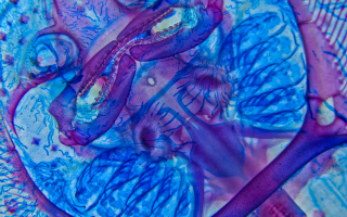 Skeletal preparation of little skate hatchling ventral view 