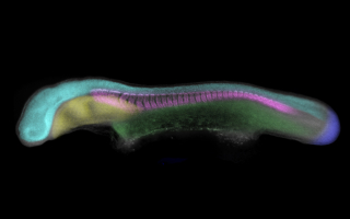 A neurula-stage skate (Leucoraja erinacea) embryo, with embryonic germ layers false-colored. Tissues shown here include the neural tube (cyan), endoderm (yellow), paraxial mesoderm (magenta), lateral plate mesoderm (green) and tailbud (blue). 
