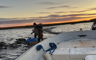 People harvest clam boxes during sunrise low tide, with boat in foreground.
