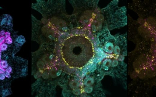 Three sea stars under a microscope with fluorescent colors.