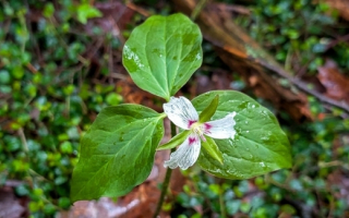 Trillium plant on a mossy leafy background.