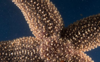 Sea star on blue background