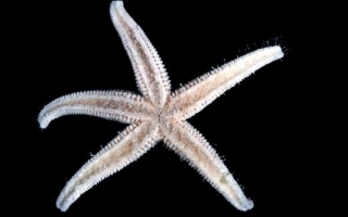 Sea star on black background
