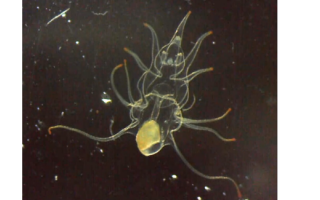 A sea star larva.