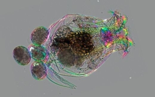 A rotifer under the microscope with an egg