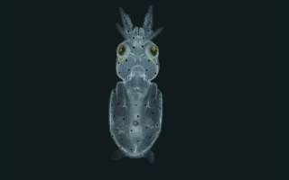 Squid