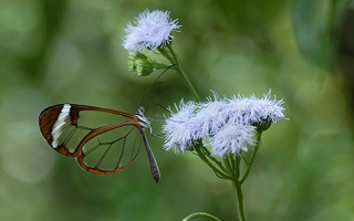 A glasswing butterfly feeding at flowers in Costa Rica.