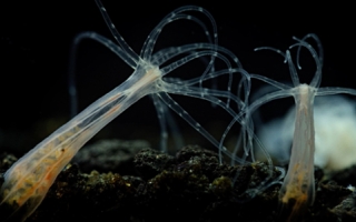 Nemostella vectensis or starlet sea anemone