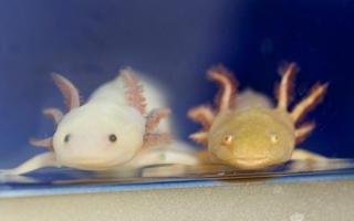 Axolotls with natural differences in pigmentation in Karen Echeverri’s MBL laboratory. 