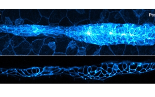 Lateral and axial images of 32-hour zebrafish embryo, marking cell boundaries within and outside the lateral line primordium. 