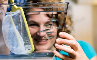 Andrea Pauli working with zebrafish. 