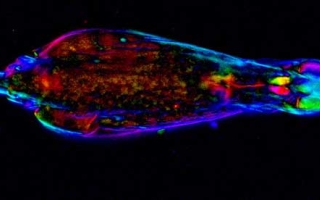 Bdelloid rotifer Adineta vaga in motion under video-enhanced polychromatic polarization microscope